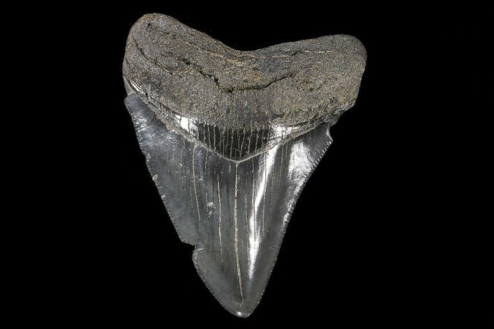 Serrated, Juvenile Megalodon Tooth #74189